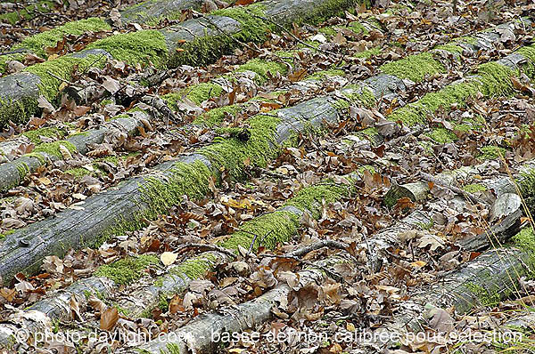 bois en automne